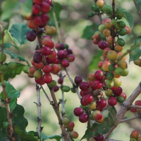 Limaní, Puerto Rico coffee